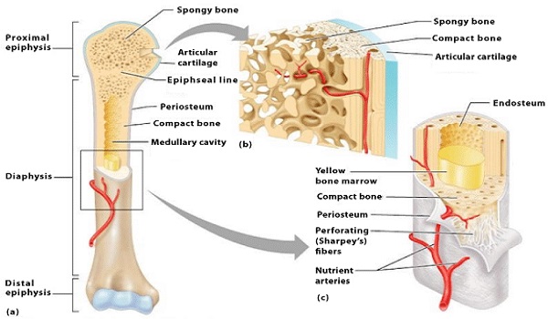 Serie di introduzione alla conoscenza ortopedica (Ⅳ)